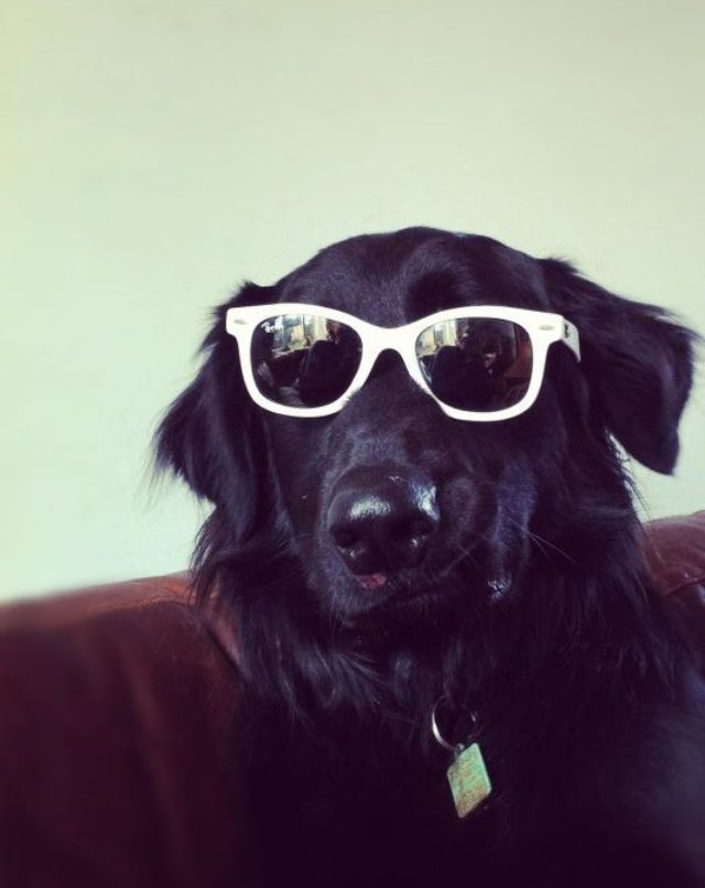RayRowe89's tweet photo. @SundayBrunchC4 #sundaybrunch my dog Yogis album cover https://t.co/ETvWN324xz