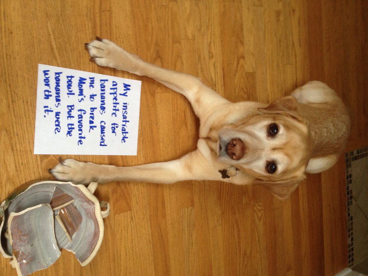 craypetz's tweet photo. Going Bananas for Bananas https://t.co/d0BRk6UAjI #dogshaming #cuteanimals https://t.co/wfzAscyq3t