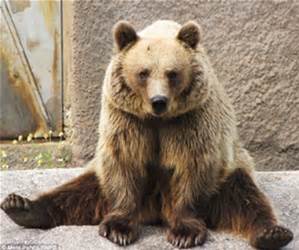 BREWGA TONIGHT <a href="/TheGrizzlyPaw/">The Grizzly Paw Brewery</a>! Fresh brew, snacks, wicked music by @SethRenegade. Tickets at knightscabin.com