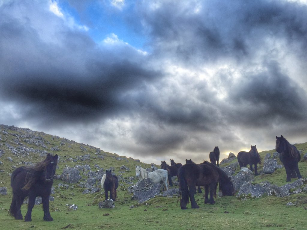 woolismybread's tweet image. Wild walks. Always the Best. #Limestone. #Yorkshire @NFUCountryside