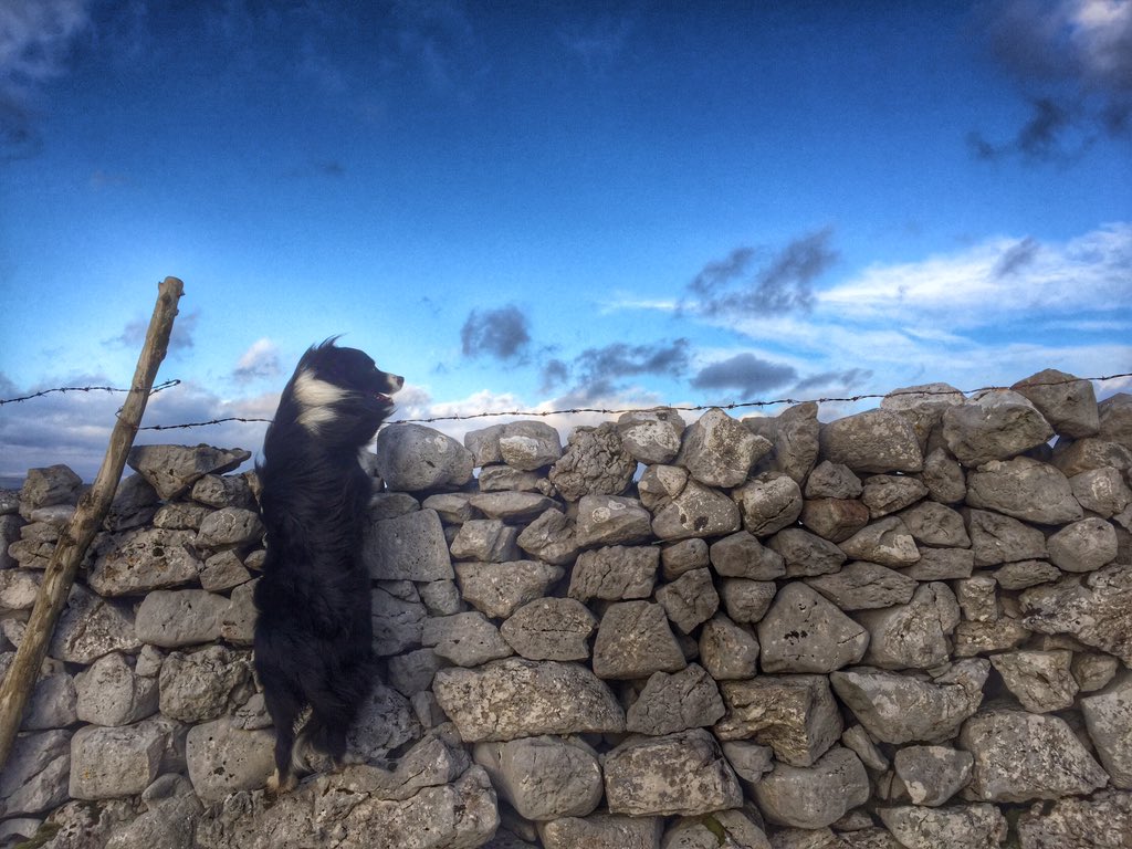 woolismybread's tweet image. Wild walks. Always the Best. #Limestone. #Yorkshire @NFUCountryside