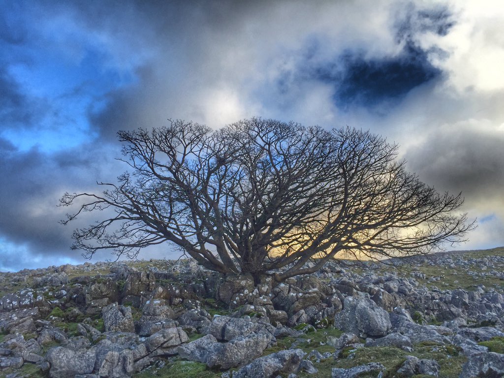 woolismybread's tweet image. Wild walks. Always the Best. #Limestone. #Yorkshire @NFUCountryside