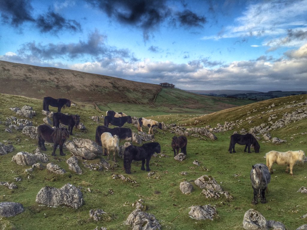 woolismybread's tweet image. Wild walks. Always the Best. #Limestone. #Yorkshire @NFUCountryside