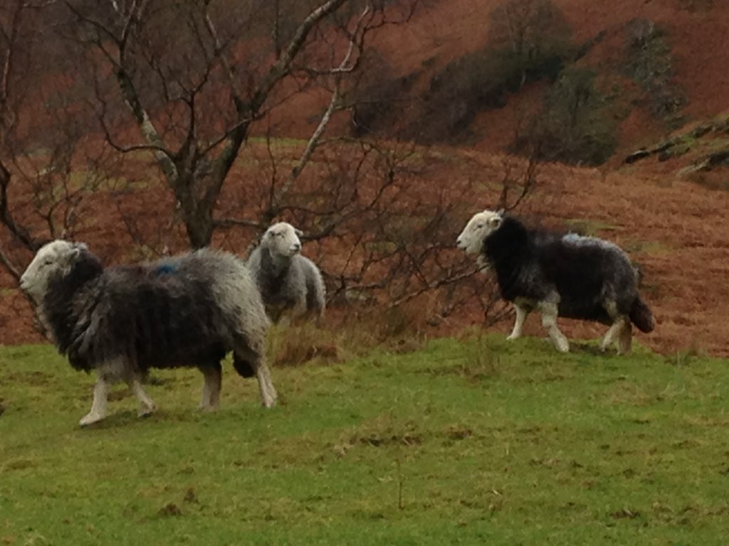 Mountain Belles. Yummy mummies in waiting? #Herdwick #sheep