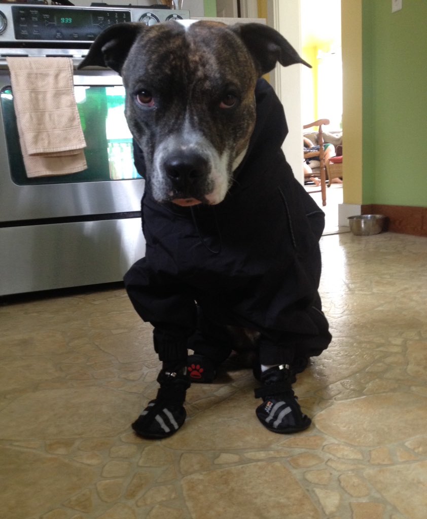pitbull snowsuit