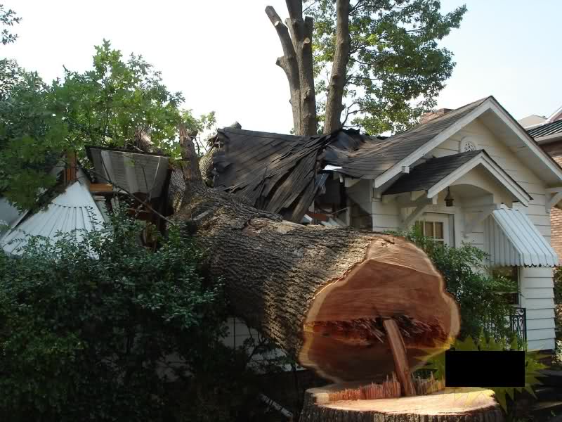 Спил дерева. Срубить дерево и срубить дом. Дерево упало на дом. Срубить дерево и срубить дом. Кронирование деревьев варламов.