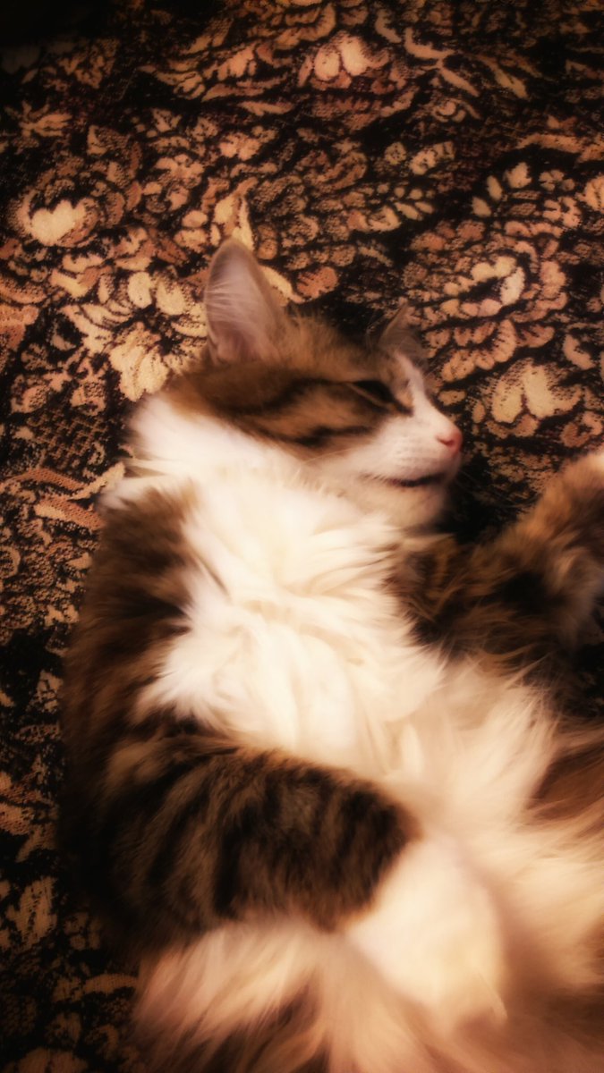 Helen_Gillies14's tweet photo. I love you 😍😘😻🐈💋💛💙💜💚❤💗💓💖💞💕 #mycat #tichon #MySundayPhoto https://t.co/k6hdvhQHkS