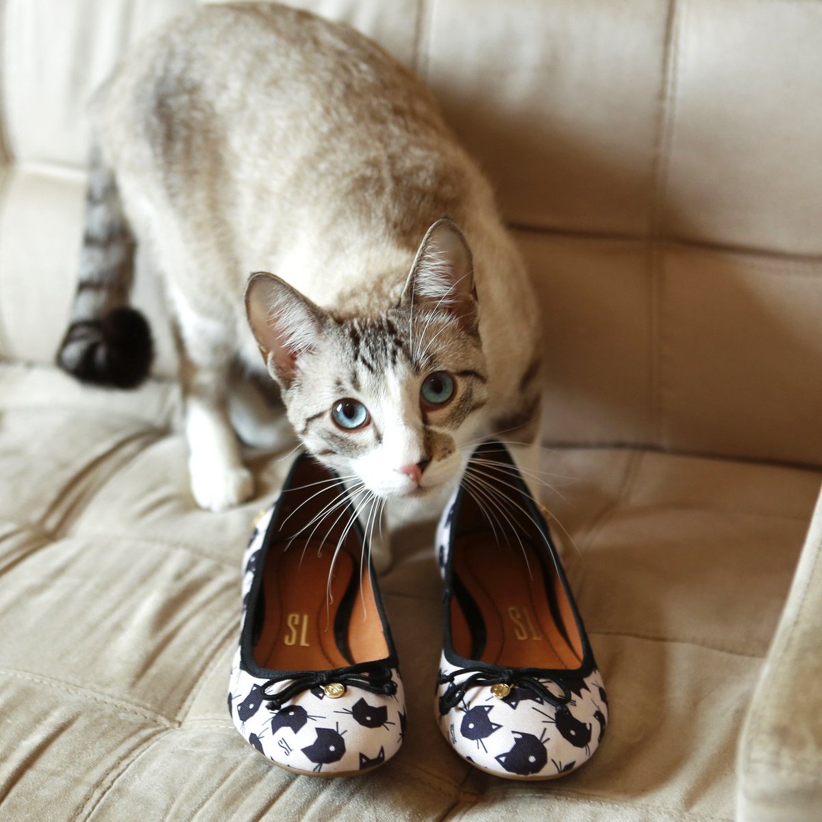 sapatilha santa lolla gatinho