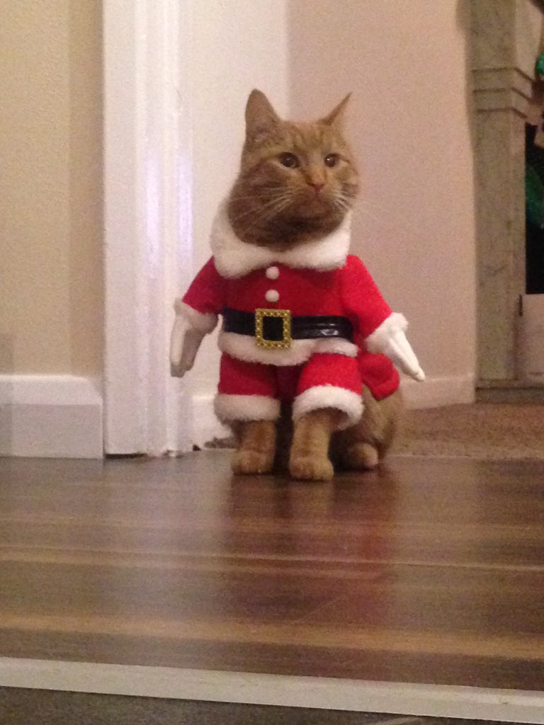 skyysteph's tweet photo. @Channel4 @SundayBrunchC4 @timlovejoy @simonrim #albumcover #xmasalbum #puuuuuurfect #EdSheeranthecat https://t.co/JFFT6wcf4D