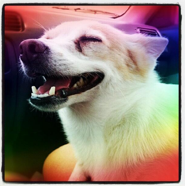 lazydogs4's tweet photo. I want all you Happy, will you want me.?
#animals #nature #topstories #dogs https://t.co/MdWHbpJlYW
