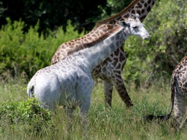 NatGeoEspana's tweet photo. Noticia del día: 
Omo, la jirafa blanca descubierta en Tanzania. Leucismo, no albinismo: https://t.co/HGyStYwloA https://t.co/XmJi0lwP9x