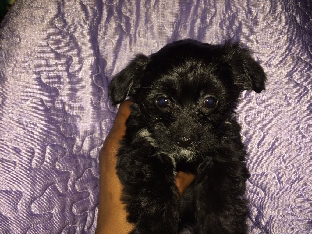 Friday a client gave me this. Saturday I gave her to a client. Husband said no on phone but couldn't resist her face