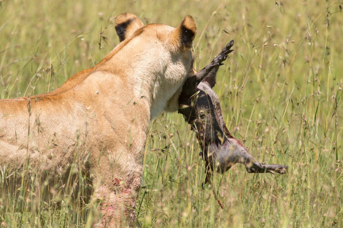 Per Gunnar Ostby A Baby Warthog Dangles From The Jaws Of A Hungry Female Lion Near Kicheche Mara Camp In The Masai Mara Pgoimages T Co Xkz9tfux2d