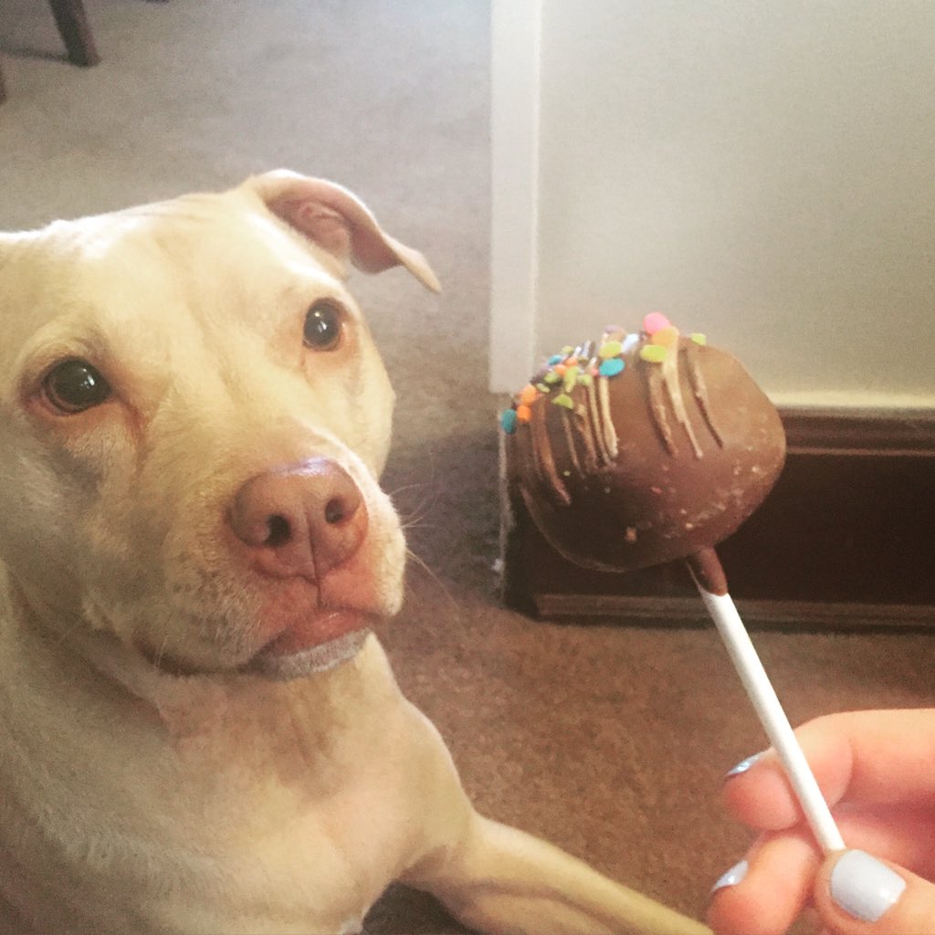 Cake pop please!! @CupcakeCincy delivered? Yes please!! #pitbull #rescue #cincy