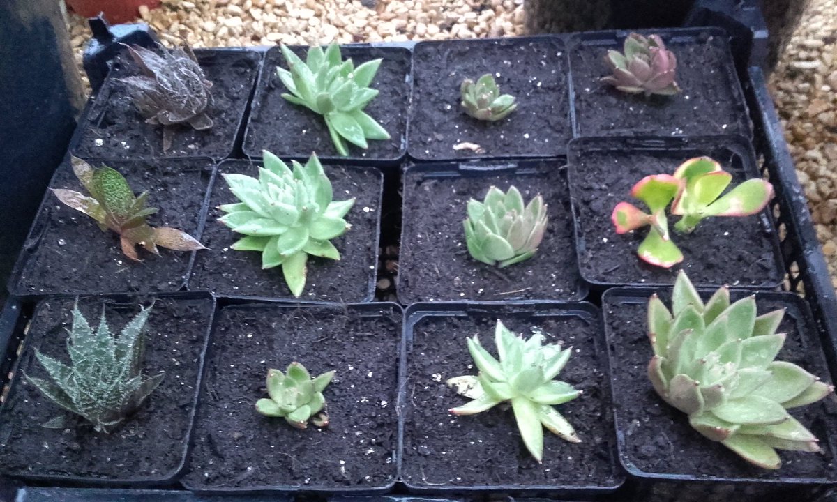 JenniferPryke's tweet photo. #succulents potted on from parent plants #somethingforfree #organic #gardening https://t.co/fSi9rExpEN