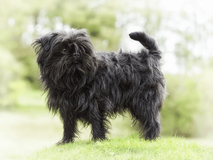 アーフェンピンシャー pet21.jp/affenpinscher/