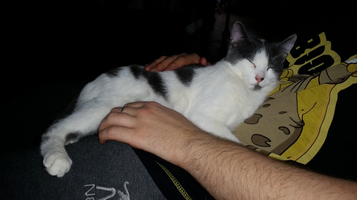 flashthecat21's tweet photo. C'est l'heure de la sieste sur mon gros coussin 😁 https://t.co/dt9GwhgNZh