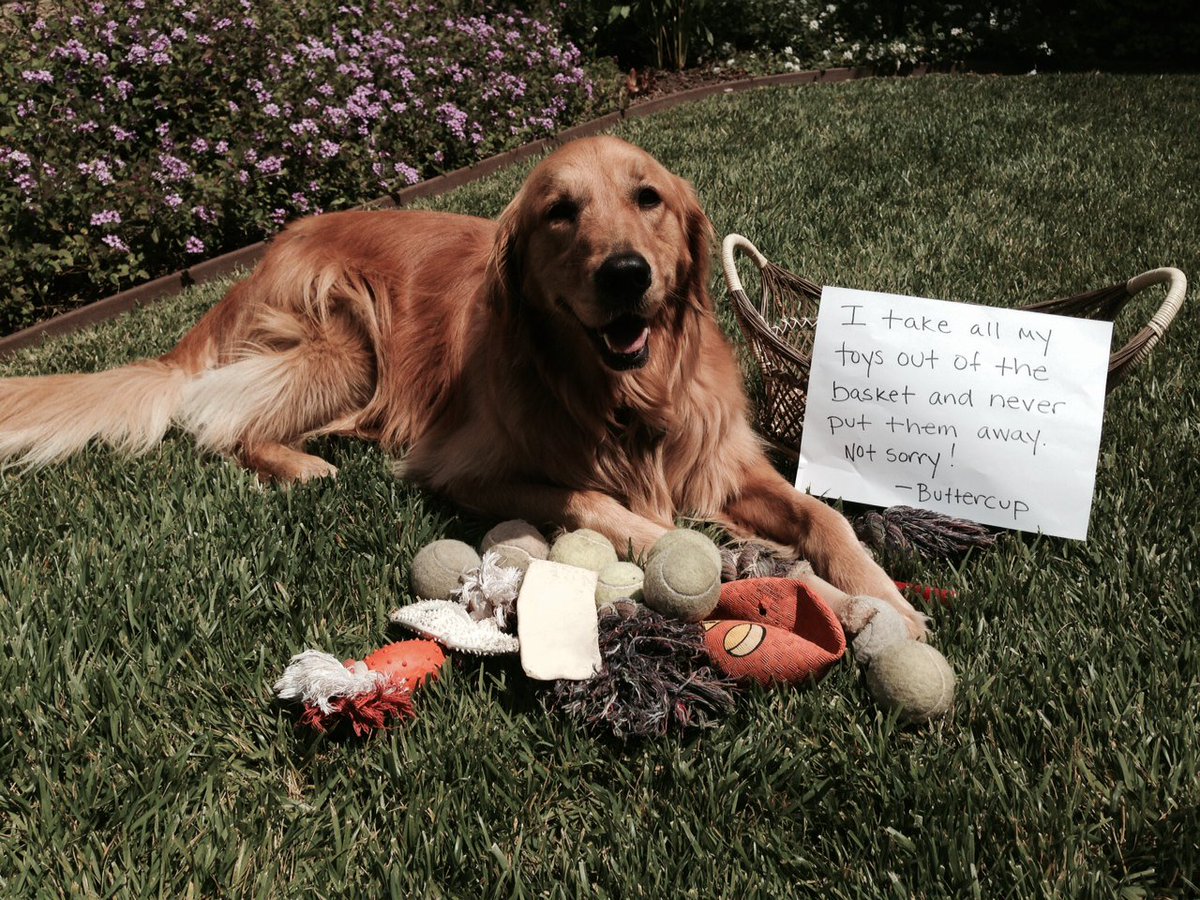 craypetz's tweet photo. Buttercup and the Empty Toy Basket https://t.co/QgWNB9pSzA #doglover #dogshaming https://t.co/2xdUlodeZR