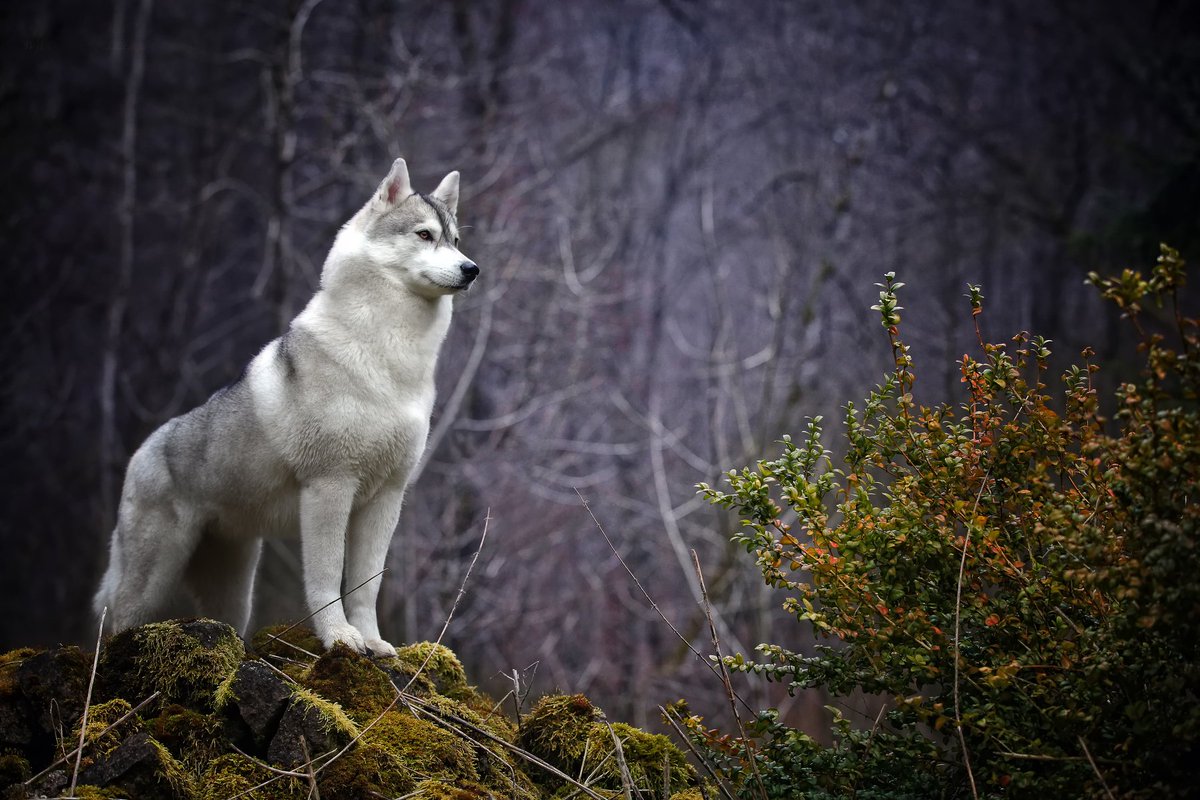 >>>> EL LOBO SOLITARIO <<<< CaDQucQW0AA1Z2u