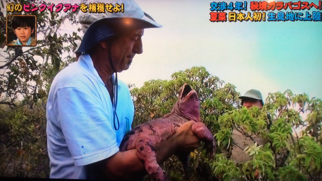 ピンクイグアナ Twitter Search ピンクイグアナ Twitter Search