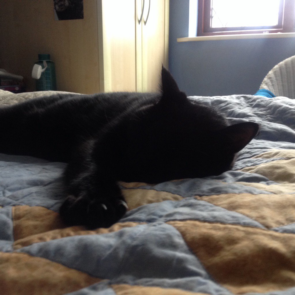 salemthekat's tweet photo. Kitty loaf Sunday.  Master is out counting birds while I sleep https://t.co/ZdyxKpcXlQ