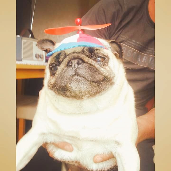 MissLaxade's tweet photo. Pinky Poo! 🐶 #supercute #lovepugs https://t.co/HsC2VeLQJh