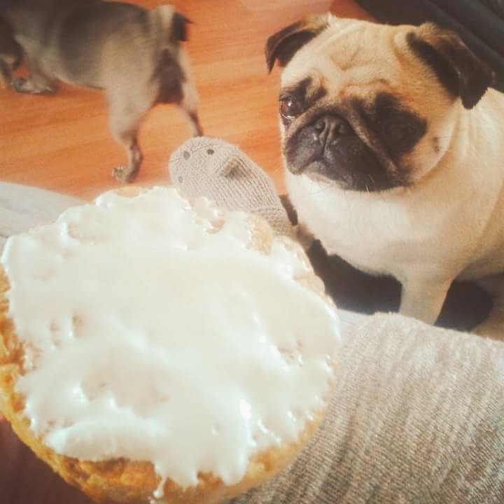 MissLaxade's tweet photo. Pinky Poo! 🐶 #supercute #lovepugs https://t.co/HsC2VeLQJh