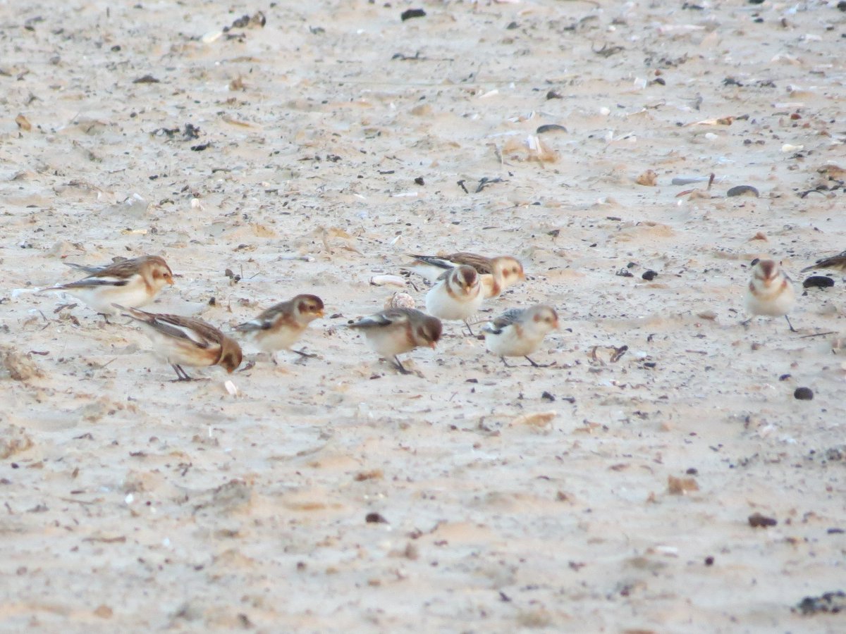 Susie_WFE's tweet photo. Caught up with a flock of ~20 gorgeous snow bunting on the beach @Holkham yesterday. https://t.co/Vwuo2uxweb