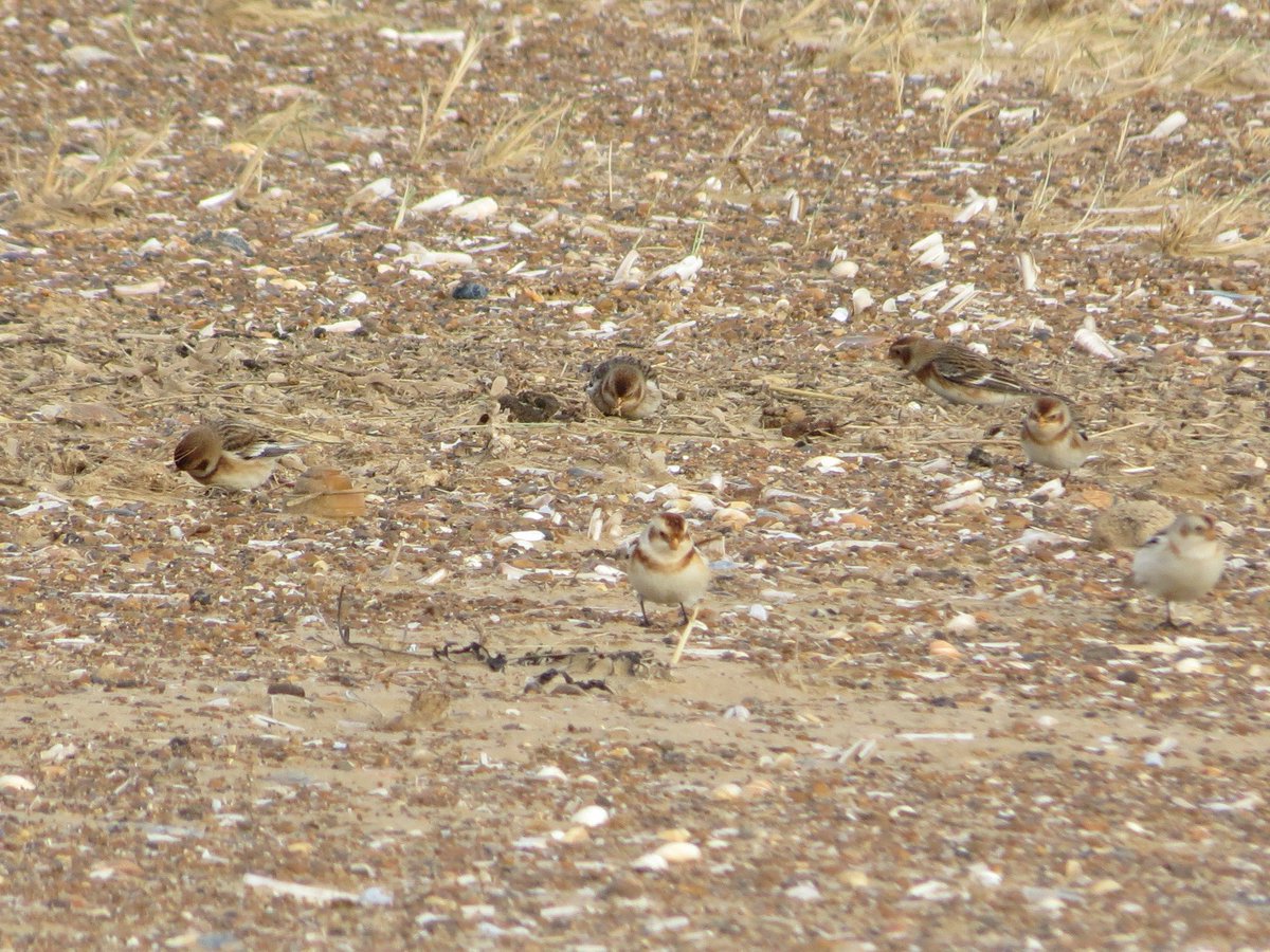 Susie_WFE's tweet photo. Caught up with a flock of ~20 gorgeous snow bunting on the beach @Holkham yesterday. https://t.co/Vwuo2uxweb