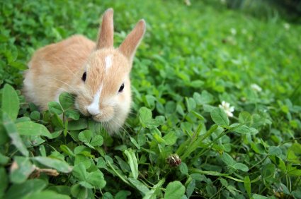 PETADeutschland's tweet photo. Ihr seid auf der Suche nach tierversuchsfreier &amp; #veganer #Kosmetik? Hier werdet ihr fündig: https://t.co/yceVe6t0CS https://t.co/HkFQItphxM