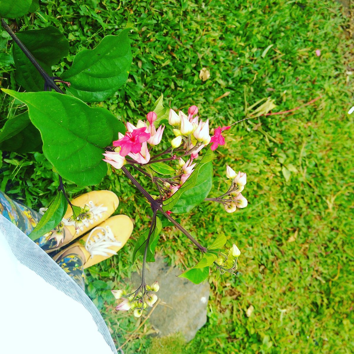 ShabellaBella's tweet photo. #beautiful https://t.co/uc0uEGx7EJ