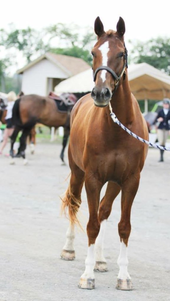 ShowBarnProbs's tweet photo. Well shit... Look what happened https://t.co/n7wHLGIRja