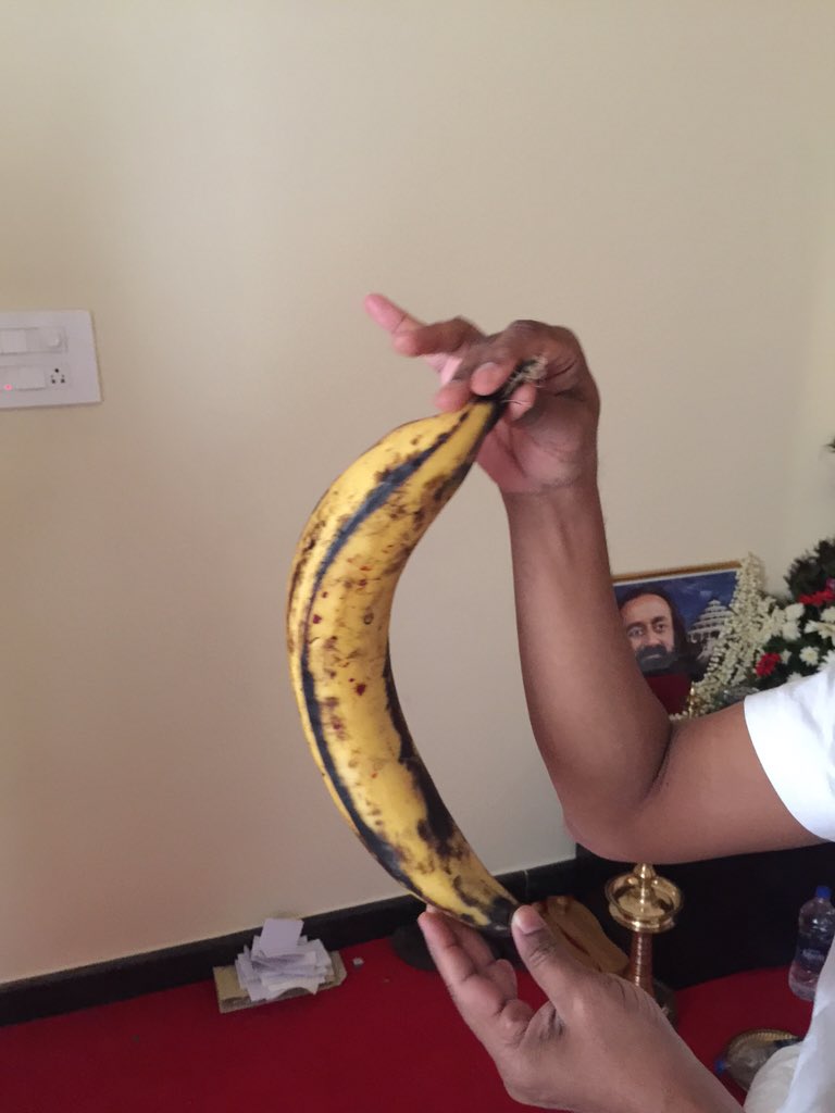 Gurudev's tweet photo. A volunteer in Sullia  in Karnataka has organically grown this amazing 15inch banana !  Go super Bananas !!!!! 😀 https://t.co/rSO1iadXXQ