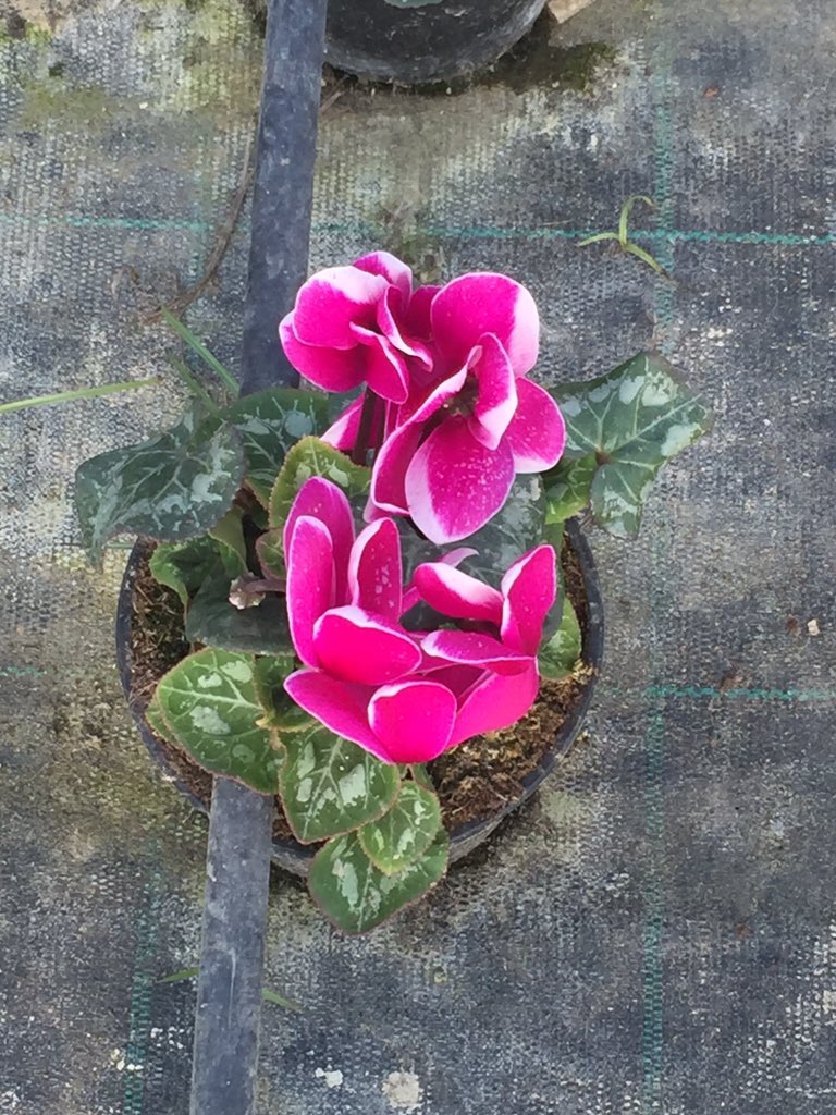 LorenzoRamosUPA's tweet photo. Como hace buen tiempo, las flores se adelantan, así están ya los geranios y el ciclamen @InvernaderosRam https://t.co/Xv75JIVyWH