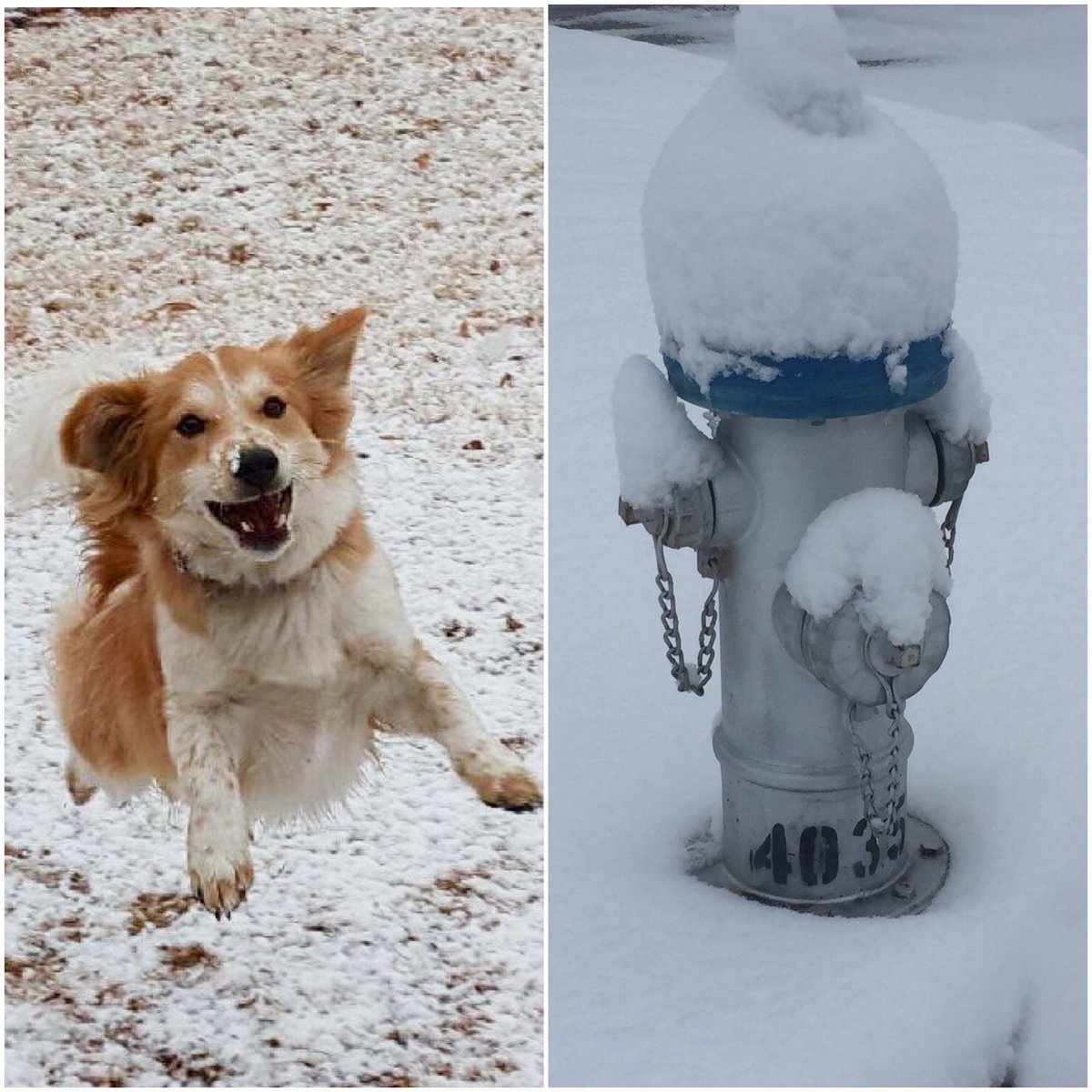 HTPDonna's tweet photo. A match made in snow Heaven #ItsTeddy #Dogsofinstagtam https://t.co/45MS8CPuXa