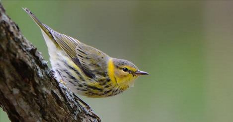 abbassamalik's tweet image. This animated map shows the migrations of 118 bird species , thanks to citizen science
onearth.org/earthwire/migr…