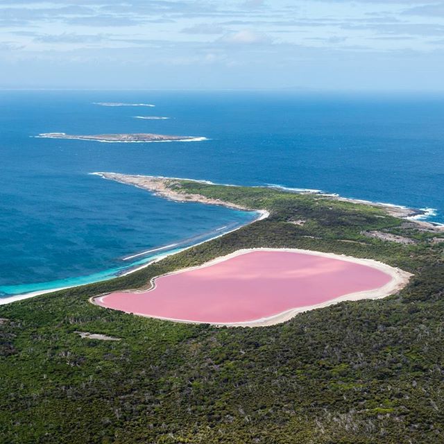 WestAustralia's tweet photo. It has to be seen to believed, but #LakeHillier in @Golden_Outback is the real deal! [Pic: @lovetheywalrus ] https://t.co/aOaDPSG5TL