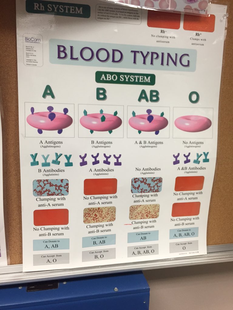 naomayo_'s tweet photo. This picture helps so much! Here you go, thank me later 🤘🏽 #science #blood #abosystem https://t.co/GW2vC61B1p