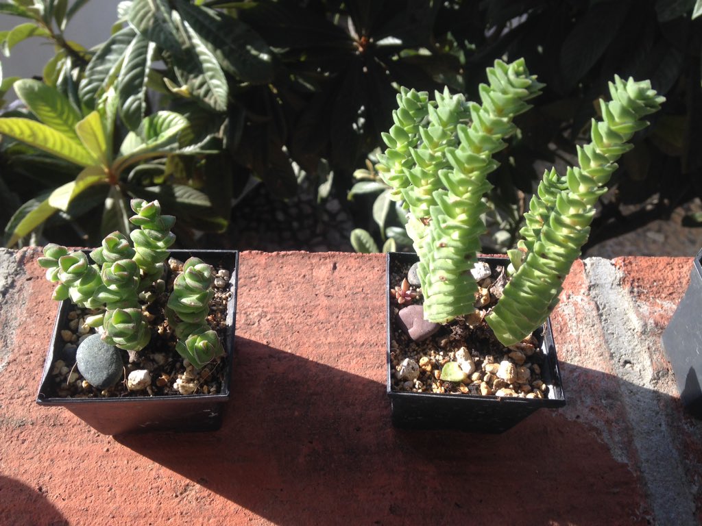 domingos al sol | #oaxacasinfin #xcu #catálogodeproezas #oaxacaverde #taraverde