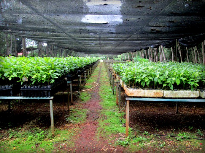 TheTreeHub's tweet image. Préparer et sélectionner les plants avant d'aller les planter sur les parcelles de #reforestation