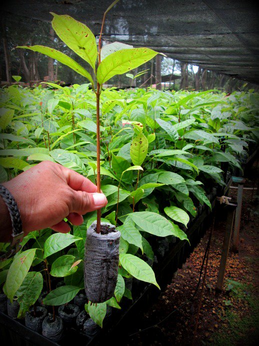 TheTreeHub's tweet image. Préparer et sélectionner les plants avant d'aller les planter sur les parcelles de #reforestation