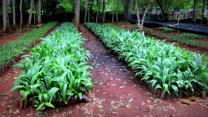 TheTreeHub's tweet image. Préparer et sélectionner les plants avant d'aller les planter sur les parcelles de #reforestation