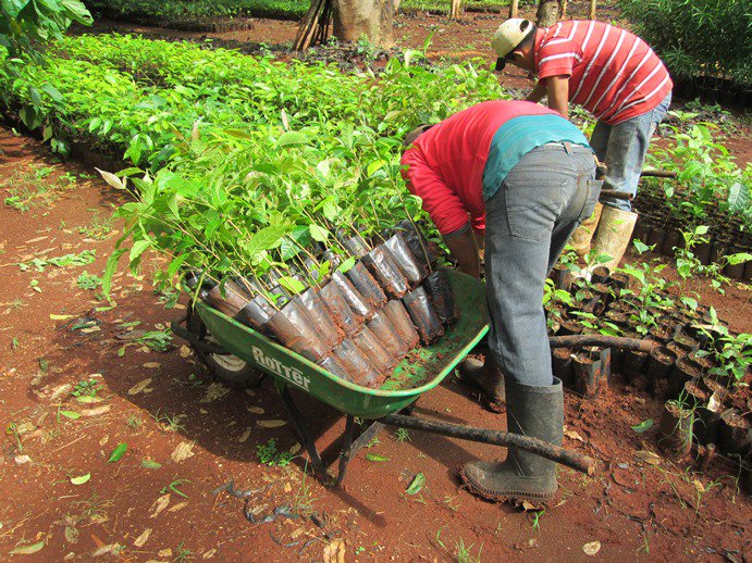 TheTreeHub's tweet image. Préparer et sélectionner les plants avant d'aller les planter sur les parcelles de #reforestation