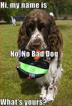 SportingSMag's tweet photo. Funday Sunday... What does yours think he's called? #YouLittle... https://t.co/rYxS2ugU3v
