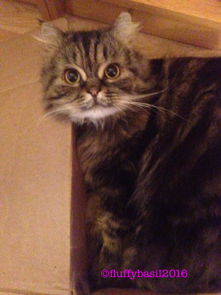 fluffybasil's tweet photo. I've been chilling in my box most of today &amp; showing off my floofy tail 😹❤️🐾 #CatBoxSunday @hugo4de @clawdiathecat https://t.co/SGNxUJEnfR