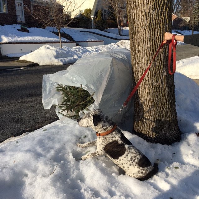 STEPDOGJOURNAL's tweet photo. "Goodbye #Christmas tree. Thanks for keeping me company and sorry for the "accidents." #stepdog #books #dogs https://t.co/B9JBKfHe3l