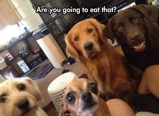 MensHumor's tweet photo. Every meal of my life... https://t.co/qHPu18rWzU