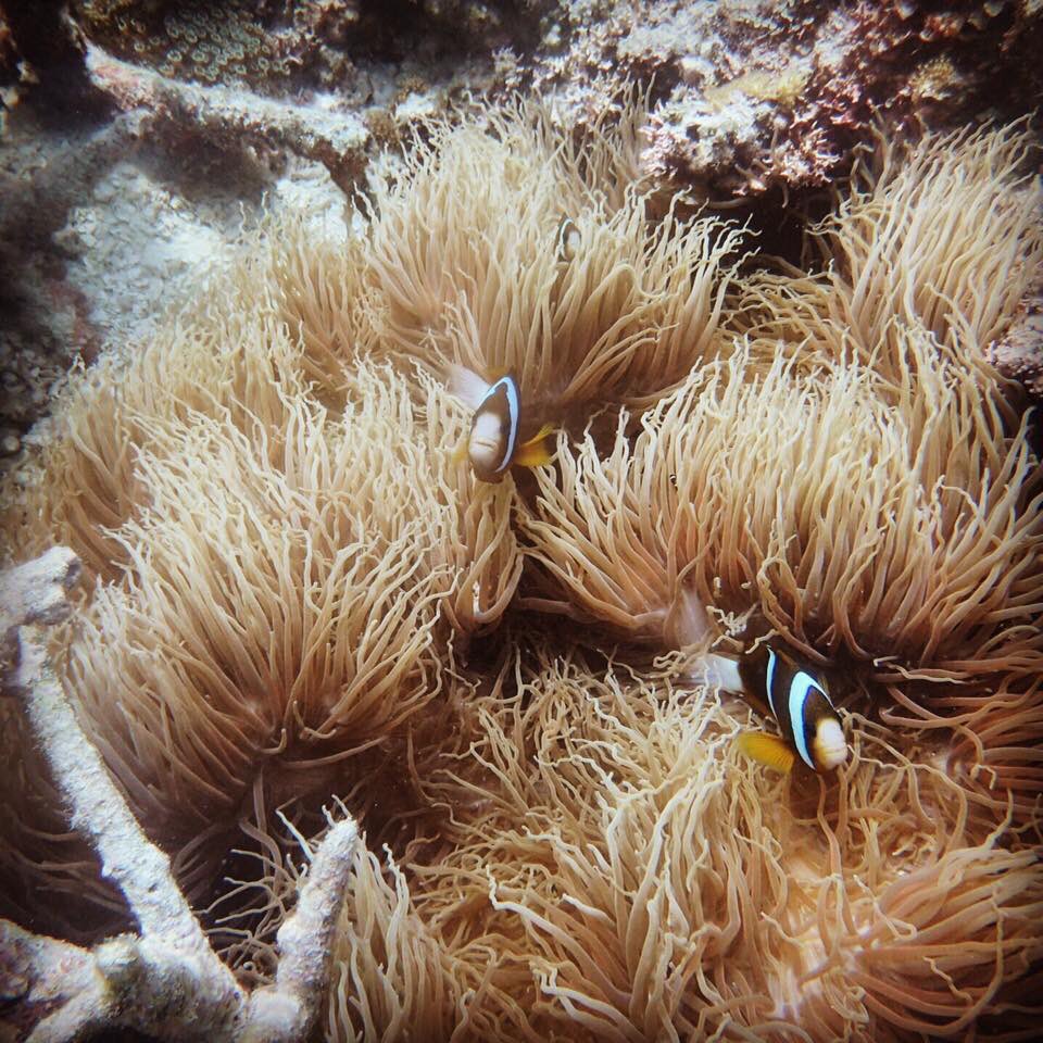 rljohnston5's tweet image. We found #nemo #hookisland #greatbarrierreef #austalia #scubadiving #padi