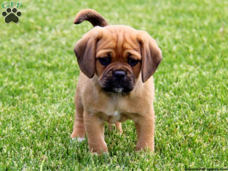 @RHarding_x yes ! Well we're actually getting a puggle so we could breed crossbreeds 🙈