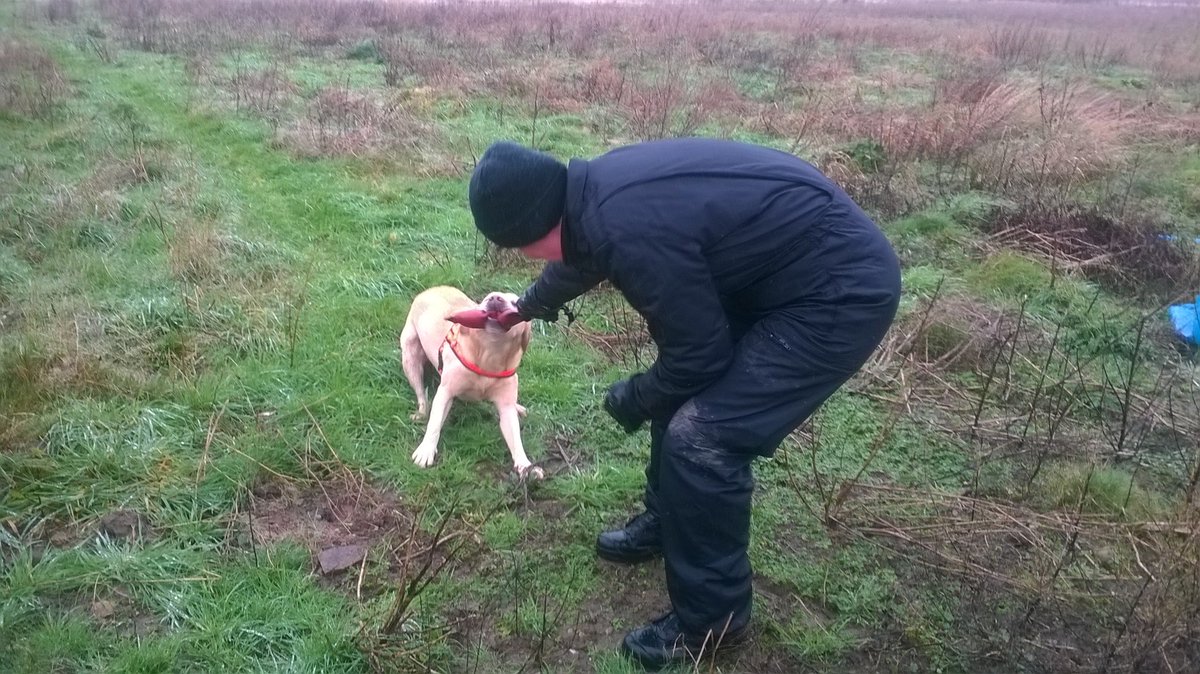 Body rewarding usar dog at todays training, its all about fun for the dog